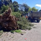 Árbol caído en el sector redondel del Mercado Mayorista.
