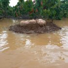Con las lluvias e inundaciones, en en lugares con poco saneamiento ambiental, se pude transmitir las bacterias.