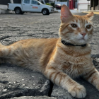 El Colorado es el gato de las redacciones de EXTRA y EXPRESO.