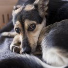 Debes tener un kit de emergencia con todo lo necesario para tu mascota.