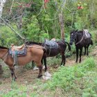 Caballos amarrados a la orilla del baipás Tonsupa-Súa, donde se registró el accidente. Parece un parqueadero de corceles.