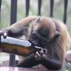 Los primates comparten la mayor cantidad de características cerebrales con humanos, por lo que son esenciales para estas investigaciones.