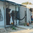Desde el cerramiento atacaron a los tórtolos, que dormían en la hamaca.