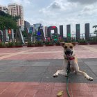 Las mascotas tendrán varios eventos para su recreación este fin de semana.