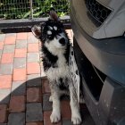 Esta es una foto cuando Spike todavía era un cachorro. Sus dueños afirman que era amigable.