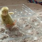 Los polluelos se llaman Pebbles (oscuro) y Sepeckles (amarillo).