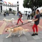 Podrás asistir a algunos lugares de esta agenda acompañado de tu mascota.