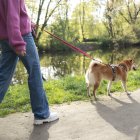 Los perros necesitan salir a diario para sentirse bien y mantenerse sanos, no sacarlos puede suponer la aparición de multitud de problemas de conducta y de salud.