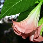 Hay dos tipos de flores, las color blanco y las rosadas.