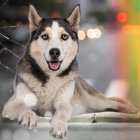 Hecho. Husky perdió la vida tras ser atropellado por un conductor imprudente y piden a las autoridades más compromiso por los derechos de los animales
