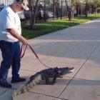 El dueño asegura que su animal es muy dócil, inslusive, duerme con él.