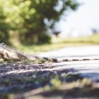 Muchos animales cruzan las carreteras en busca de comida y refugio. Si los ves llama a Bienestar Animal Municipal o al ECU911.