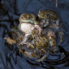 En medio del caos, las ranas hembras corren el riesgo de quedar atrapadas en "bolas de apareamiento".