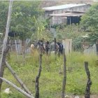 Agentes policiales revisaron alrededor de la vivienda donde se produjo el hecho violento.