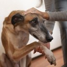 Si tienes mascotas en tu casa evita tocar o acariciar a un perro de la calle, porque podrías ser el vehículo de las enfermedades, ya sea en tu ropa o en las manos