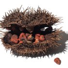 Hay registros de que en Brasil se lo usaba como bloqueador solar, para pintarse el cuerpo e incluso para escribir sus manuscritos.