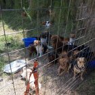 En el terreno convivían 23 perros y  una gata. El seguro de la reja fue violentado.
