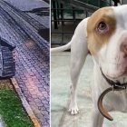El perrito fue llevado a una casa de acogida de la capital.