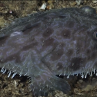 El animal fue visto en las islas Galápagos.