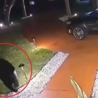 El oso tomó el paquete con el hocico y se fue.