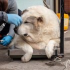 Krugets es un perro obeso que fue rescatado de las calles en una ciudad de Rusia.