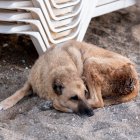 Para prevenir el contagio de sarna mantén al perro con sus vacunas al día, no lo dejes en el patio, si está lloviendo, déjalo en lugares secos y lejos de la humedad