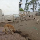 : En la vivienda donde fue encontrada sin vida la mujer se observan varios perros de diferentes razas, en especial mestizos.