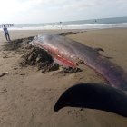 Se sabe que se trata de una ballena de aleta larga
