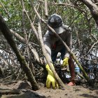 Aquiles trabaja de lunes a domingo en las faenas como conchero.