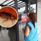 Las autoridades llevaron a cabo un operativo sanitario en el sitio.