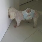 Cuando el animal presiona o golpea su cabeza contra una superficie dura es porque está tratando de aliviar su dolor, por ello es importante llevarlo donde el veterinario.