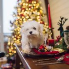 Las uvas, pasas y ciruelas pasas son tóxicas, les podrían provocar insuficiencia renal, al igual que otros alimentos.