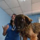 A la perrita le pusieron Emma. Aunque no es agresiva, no tiene mucha confianza con los humanos.