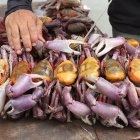 Las patitas gordas de los carapachudos sobresalen en los atados.