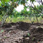 Entre estas plantas de cacao estaban enterradas las féminas.