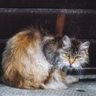 Cuando vayas a mudarte de casa, lo último que deberás llevar es al gato, de lo contrario se irá, tratando de buscar su territorio.