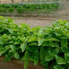 Las hojas de hierbabuena son usadas como repelente contra insectos y para calmar dolores, entre otros usos.