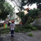 El árbol que se desplomó sobre una residencia en Sauces 4 fue cortado por partes para facilitar su remoción.
