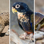 Varios animales exóticos han sido incautados durante operativos policiales