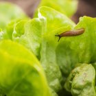 No dejes que su inofensiva apariencia te engañe