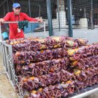Los cangrejos seguían llegando al muelle de la Caraguay, pero los clientes no.
