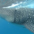 El tiburón ballena se alimenta de plancton y pequeños peces