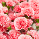 Los claveles ecuatorianos son de exportación.