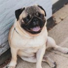 Perros como los pugs y otros de nariz chata, tiene probabilidades de morir si se los expone al extremo calor.