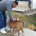 El perrito pitbul fue atacado con un machete, en Loja.