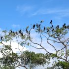 Los manglares del estuario del río Muisne son un refugio de una gran diversidad de aves.