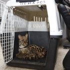 El animal fue rescatado de una casa abandonada.