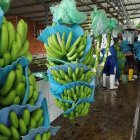 Rusia es el mercado principal del banano ecuatoriano.