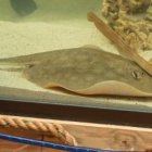 Charlotte se encuentra asilada en un acuario de Carolina del Norte.