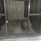 Hombre pierde la vida tras ser atacado por un león al ingresar ilegalmente a su recinto en el zoológico de Andhra Pradesh, India.